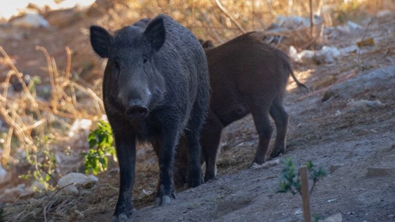 The Best Rifle Cartridges for Hunting Hogs