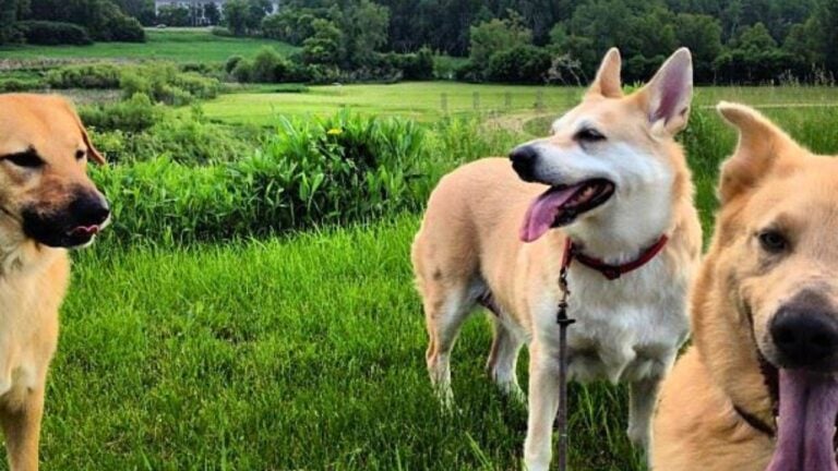 Dog Breeds That Might Be Much Harder to Find a Decade From Now