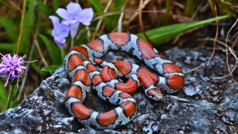 These snakes are experts at disappearing into your yard