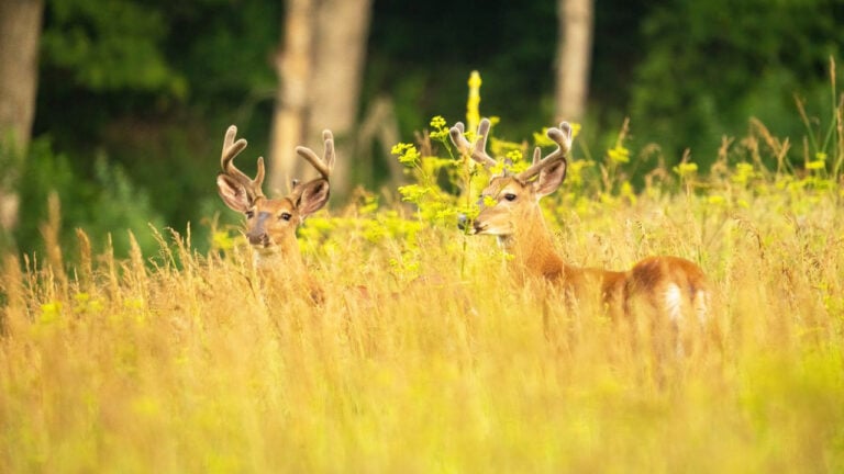 The Predators That Move Into an Area When the Deer Population Gets Too High