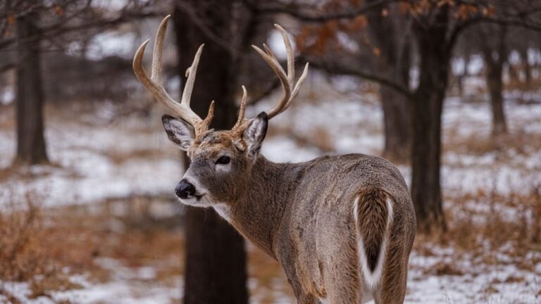 20 States That Are Quietly Becoming the Best Options for Hunters Who Can’t Afford the Famous Ones