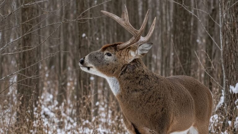 20 States Where the Best Hunting Land Is Quietly Changing Hands Right Now